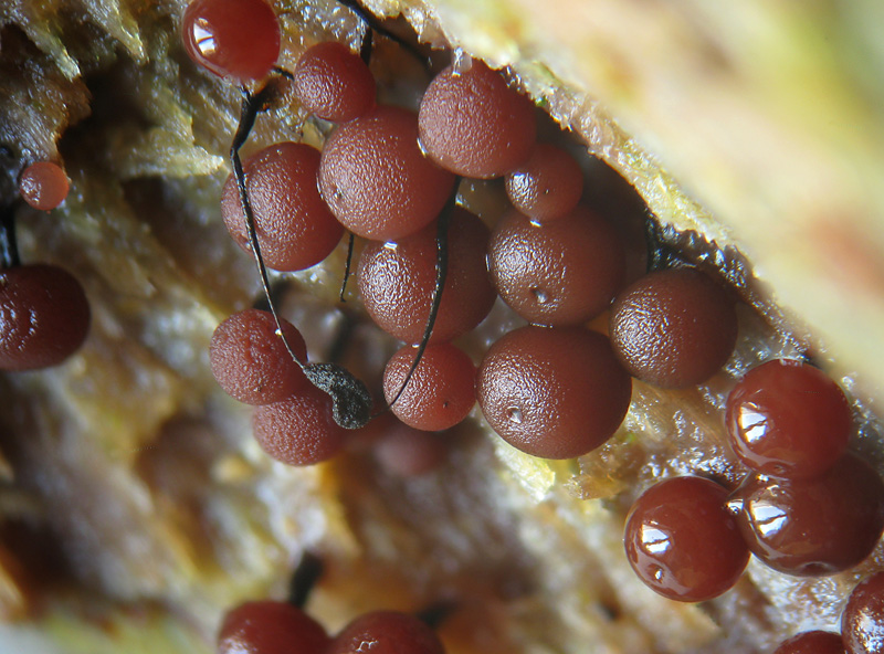 Enerthenema papillatum